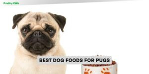 best dog foods for pugs