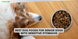 best dog foods for senior dogs with sensitive stomachs