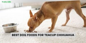 best dog foods for teacup chihuahua