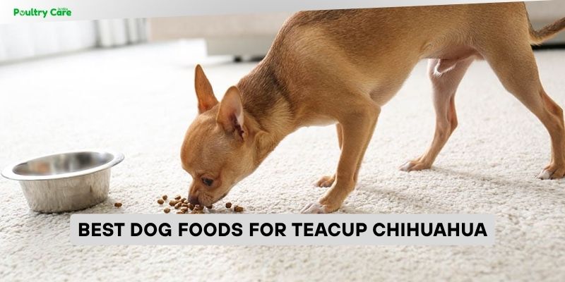 best dog foods for teacup chihuahua