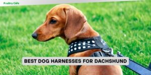 best dog harnesses for dachshund