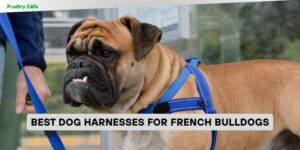 best dog harnesses for french bulldogs