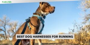 best dog harnesses for running