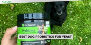 best dog probiotics for yeast
