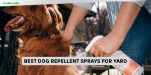 best dog repellent sprays for yard