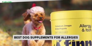 best dog supplements for allergies