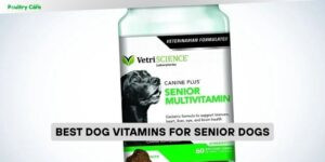 best dog vitamins for senior dogs