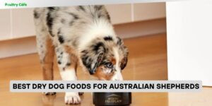 best dry dog foods for australian shepherds