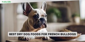 best dry dog foods for french bulldogs