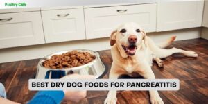 best dry dog foods for pancreatitis
