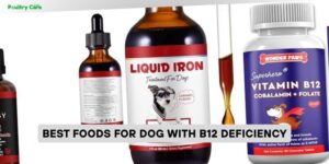 best foods for dog with b12 deficiency