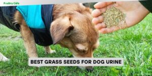 best grass seeds for dog urine