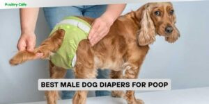 best male dog diapers for poop