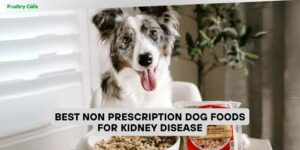 best non prescription dog foods for kidney disease