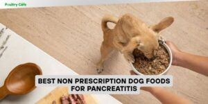 best non prescription dog foods for pancreatitis