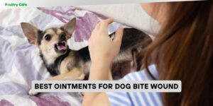 best ointments for dog bite wound