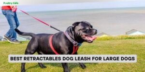 best retractables dog leash for large dogs