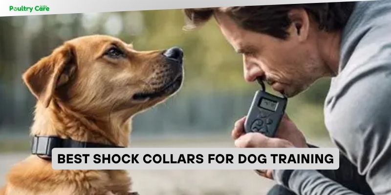 best shock collars for dog training