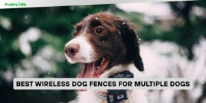 best wireless dog fences for multiple dogs