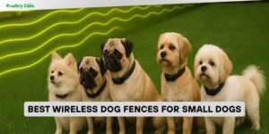 best wireless dog fences for small dogs