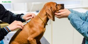 can a dog get kennel cough if vaccinated