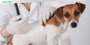 can a dog get rabies if vaccinated