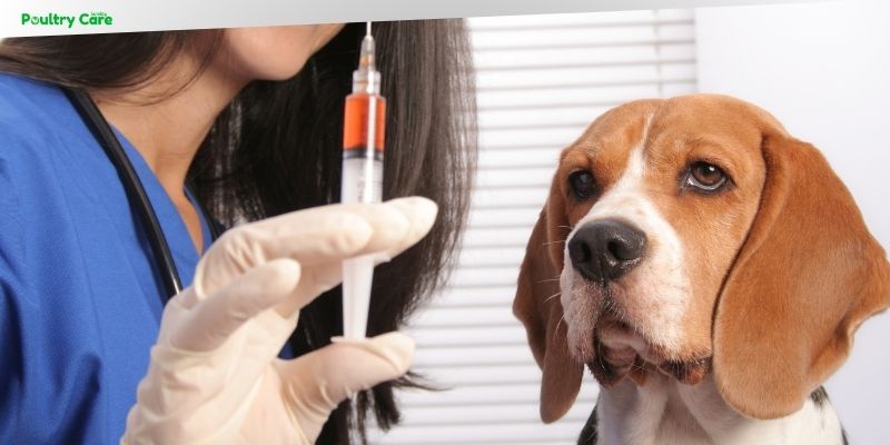 can a dog with rabies vaccine get rabies