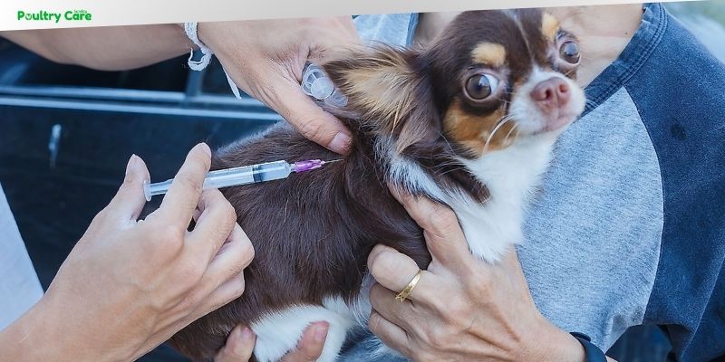 can a human get rabies from a vaccinated dog