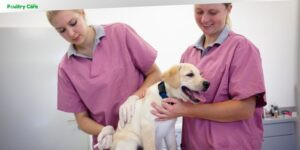 can a vaccinated dog get rabies