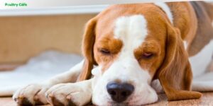 can anxiety in dogs cause diarrhea