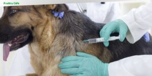 can bordetella oral vaccine make dogs sleepy