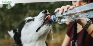 can dogs drink well water