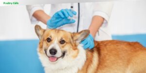 can dogs get rabies with rabies vaccination