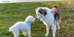 can my puppy meet other dogs after first vaccination