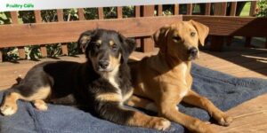 can you breed dogs that are brother and sister