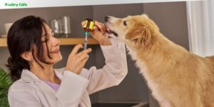 can you buy rabies vaccine for dogs