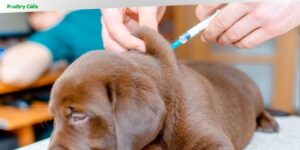 do dogs need bordetella vaccine
