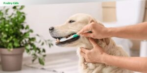 do dogs need dental cleaning