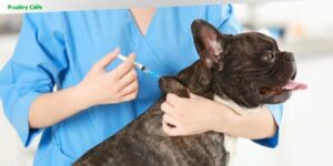 does and donts after dog vaccination