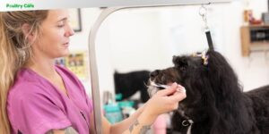 does dog dental powder work