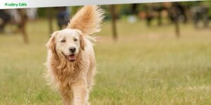 how do dogs breed