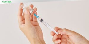 how do i get my dog vaccination records online