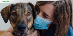 how long do dogs feel unwell after vaccinations