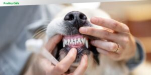how long does a dog dental cleaning take