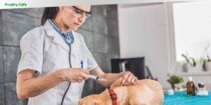 how often do dogs need bordetella vaccine