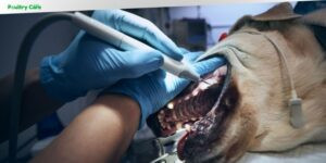 how often dog dental cleaning