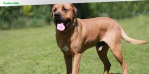 how old can a male dog breed