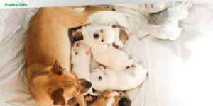 how old for dogs to breed