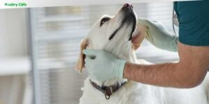 how old should a female dog be to breed