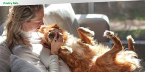 how old should dogs be to breed